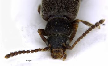 Media type: image;   Entomology 6571 Aspect: head frontal view